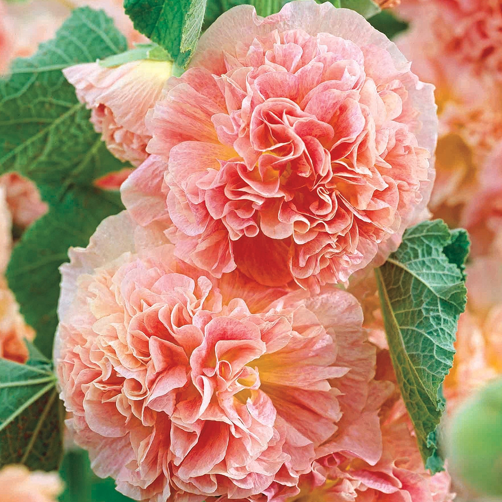 Hollyhock 'Chater's Apricot'